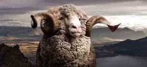 icebreaker-wool-sheep